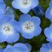 20060429_morinjiashikagatrip_013